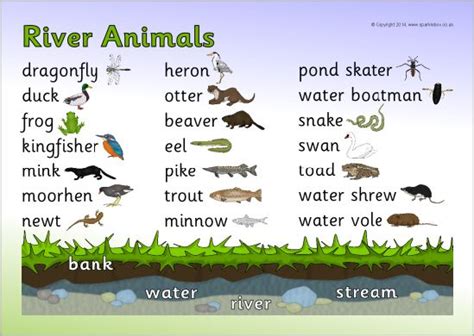 River Animals Word Mat | Teaching Resources