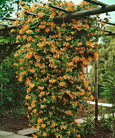 Honeysuckle 'Goldflame' Honeysuckle 'Goldflame' (Lonicera x heckrottii 'Goldflame') is a strong ...