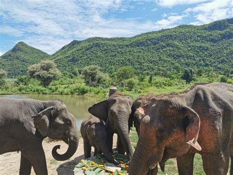 Kanchanaburi Elephant Sanctuary & Erawan Waterfall Tour in Kanchanaburi | Pelago