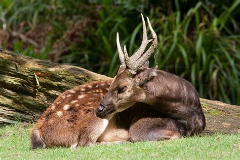 Philippine Spotted Deer: The World’s Rarest Deer!