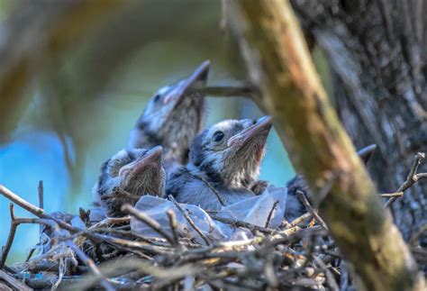 Baby Blue Jays in a Nest | Smithsonian Photo Contest | Smithsonian Magazine