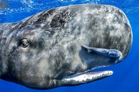 On-animal cameras reveal hidden whale world | BBC Earth