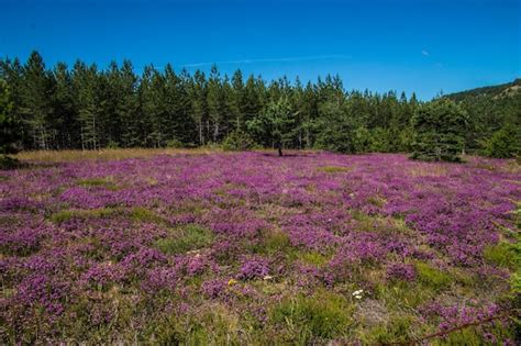 Premium Photo | Cevennes national park