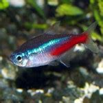 Neon Tetra – Keeping Tropical Fish