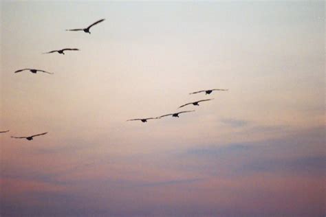 Sandhill Cranes at the Platte Ri