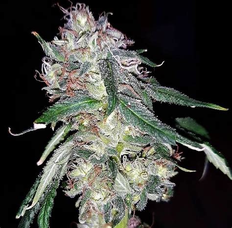 Dante's Inferno - SALE!! 10 Feminized Seeds - New Release Big Sky Beans Original Strain