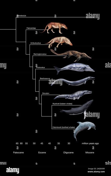 Whale evolution. Illustration of six prehistoric whale ancestors and two modern whales (bottom ...