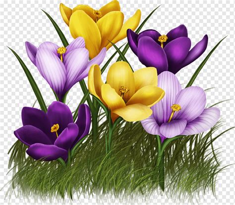 Animation Flower, crocus, purple, herbaceous Plant, flower Arranging png | PNGWing