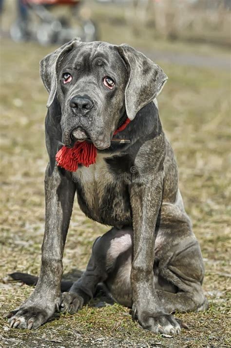 Cane corso puppy stock image. Image of friendly, adoption - 30506665