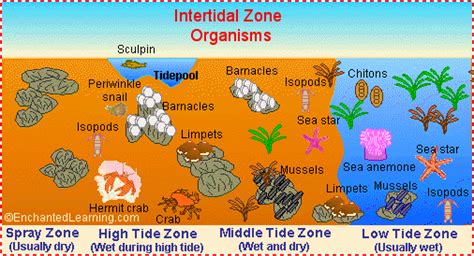 Enchanted Learnings got great information on Ocean Zones and animals ...