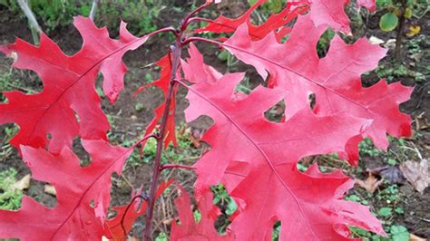 Quercus Coccinea - Springvale Garden Centre