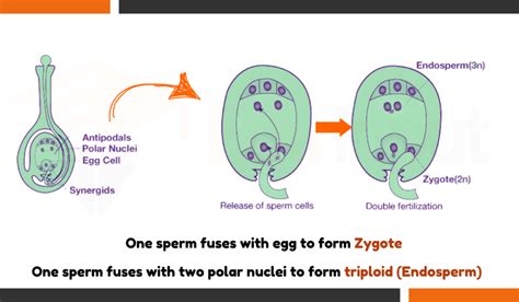 What is Triple Fusion? - Occurrence, Process, and Importance