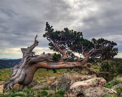 Fine Art Photography, Bristlecone Pine, Art Photography, Photo print, Wall Art, Home Decor ...