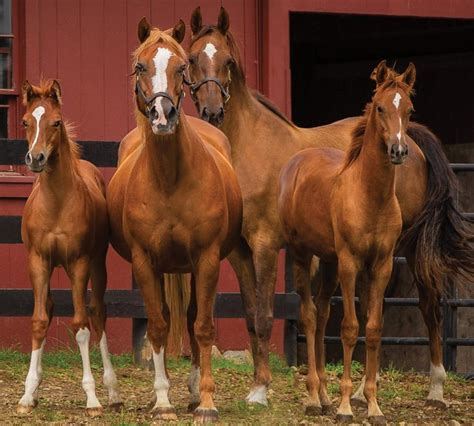 2023 U.S. National Arabian & Half-Arabian Horse Show Program by Arabian Horse Association - Issuu