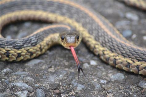 Garter Snake Fast Facts (U.S. National Park Service)