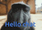 Monkey Rizz GIF - Monkey rizz Rizz Monkey - Discover & Share GIFs