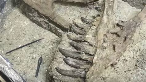 Baby T. Rex Fossil Possibly Found in Montana