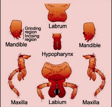 Describe biting and chewing type of mouthparts by taking example of ...