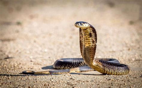 King Cobra Snake Wallpapers HD - Wallpaper Cave