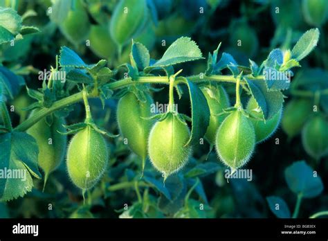 Garbanzo Beans on plant Stock Photo - Alamy