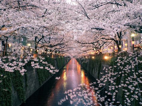 Japan Cherry Blossom Wallpapers - Top Free Japan Cherry Blossom Backgrounds - WallpaperAccess