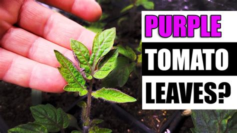 Why Do Tomato Leaves Turn Purple - Garden Quickie Episode 128 - YouTube