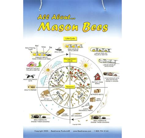 Mason bees, Bee, Bee life cycle