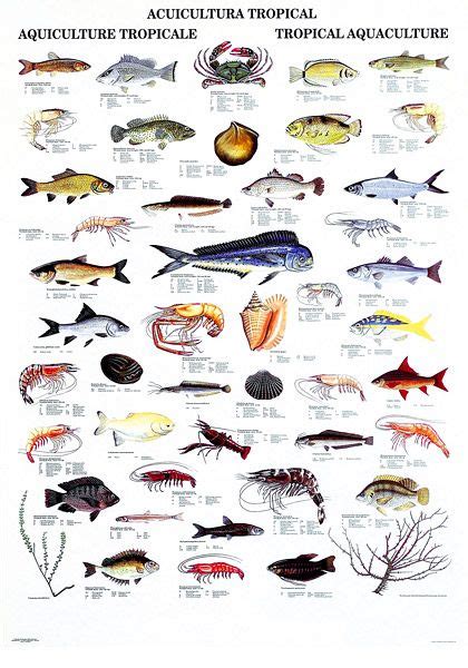 Fish chart, Types of fish, Pet fish