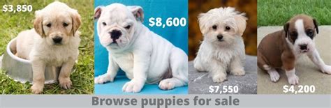 Buying Puppies On LancasterPuppies.com - Stop Online Puppy Mills