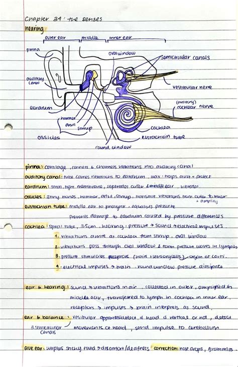 aesthetic notes | Basic anatomy and physiology, Biology notes, Biology ...