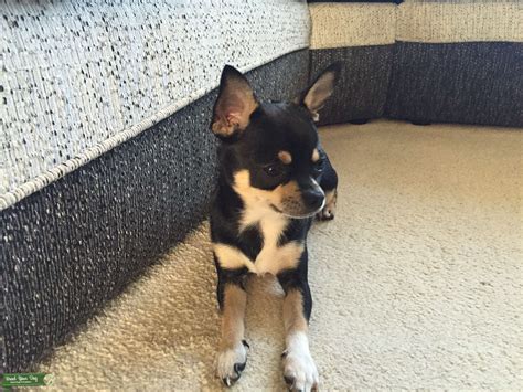 Black pedigree shorthaired chihuahua - Stud Dog in Swansea, the United ...