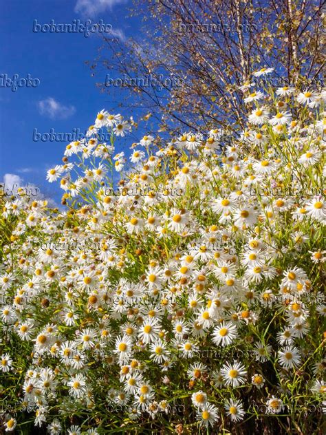 Image False chamomile (Boltonia asteroides 'Snowbank') - 406019 - Images of Plants and Gardens ...