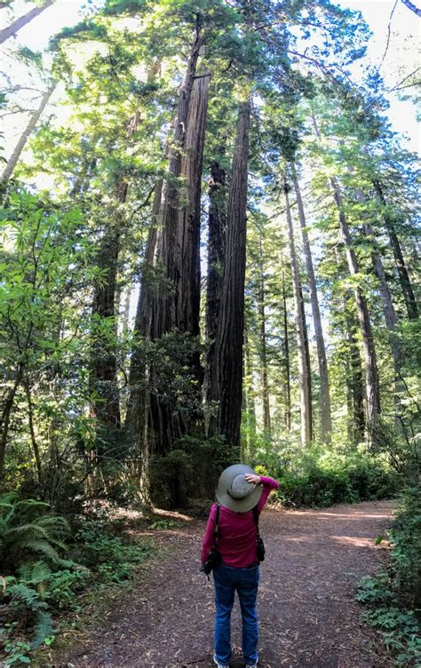 Hiking the Redwoods in Redwood National Park – Exploring with Beth