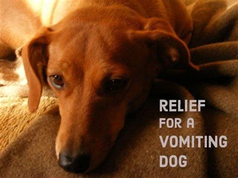 Effective Home Remedies for Vomiting Dogs | Dog upset stomach remedies, Dog labor, Dog remedies