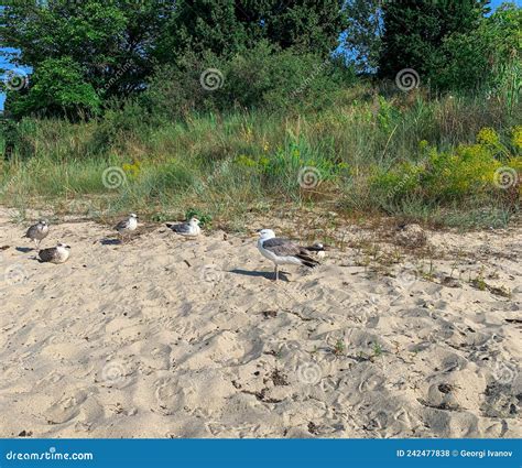 Sea Gulls on the Beach in a Summer Morning. Stock Photo - Image of ...