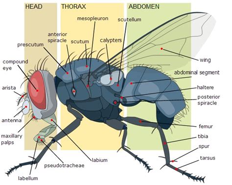 Exoskeleton Insects Diagram