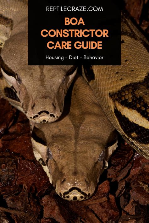 Boa Constrictor Care Guide: Diet, Setup, Handling - Reptile Craze