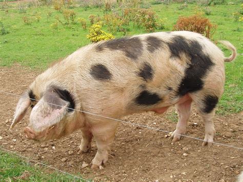List of domestic pig breeds