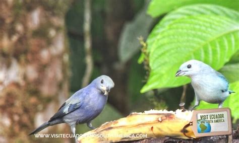 Birdwatching Mindo (20) - Visit Ecuador and South America