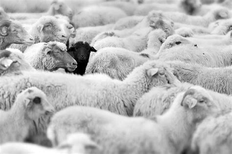 Farm Pop: Why Being a 'Black Sheep' Is a Bad Thing and Other Ag-Idioms ...