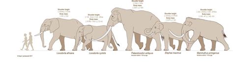 Genetic Analysis Shakes Up Elephant Family Tree, Raising Conservation ...