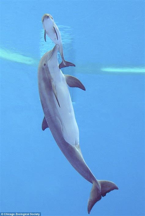 Video captures adorable moment bottlenose dolphin gives birth and helps her new calf swim to the ...