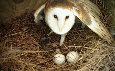 How to Build a Barn Owl Nest - Modern Farmer