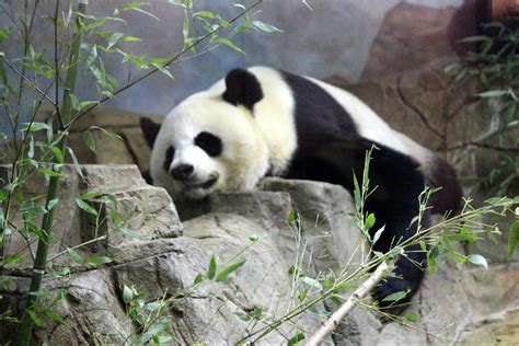 The National Zoo Marks 50 Years Of Giant Pandas