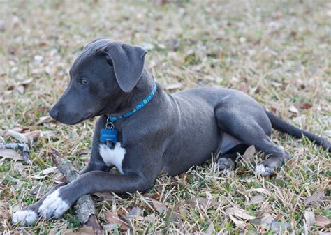 Blue Lacy Info, Temperament, Puppies, Pictures