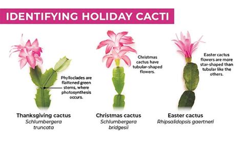 Learn to identify, care for Christmas, Thanksgiving and Easter cacti