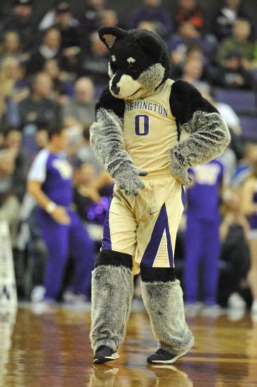 Uw Mascot Harry Husky Performs During Editorial Stock Photo - Stock Image | Shutterstock