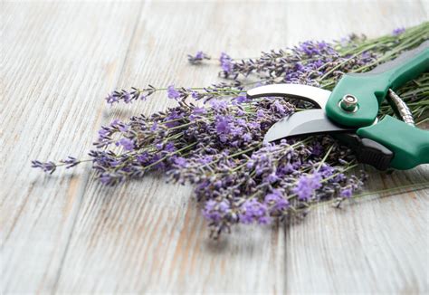 Lavender Plant Care — What to Do to Grow Healthy Flowers | Livingetc