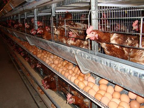 Chicken Egg Poultry Farm Equipment With Automatic Egg Collecting Machine - Buy Egg Poultry Farm ...