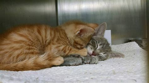 My friend who works in a shelter found them like this Work With Animals, Animals And Pets, Baby ...